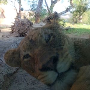 Meet your Posher, Cali